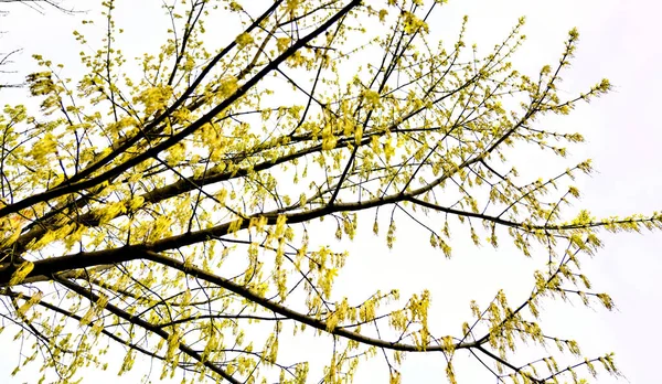 Gelbe Blumen Auf Einem Baum Auf Weißem Hintergrund — Stockfoto
