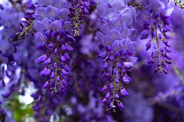 Wisteria Парке Фиолетовый Цветок — стоковое фото
