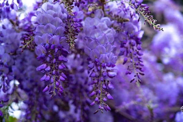 Wisteria Park Purple Flower — Stock Photo, Image