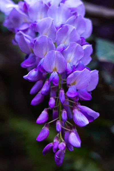 Wisteria Парке Фиолетовый Цветок — стоковое фото