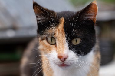 Sığınaktaki kedi, sokak kedisi