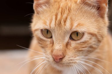 Kızıl kedi, bir kedinin portresi