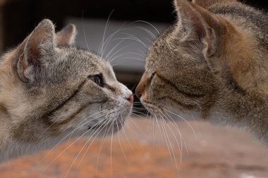 İki kedi arkadaşının durgunu kokluyor, kedi sevgisi, sevimli bir fotoğraf.