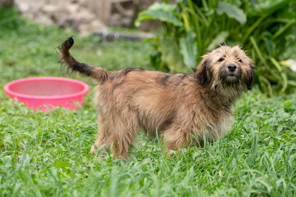 绿草中的毛茸茸的狗 — 图库照片
