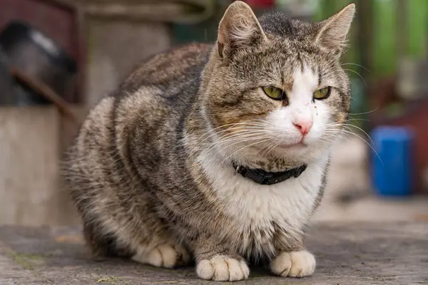 避難所の猫野良猫 — ストック写真