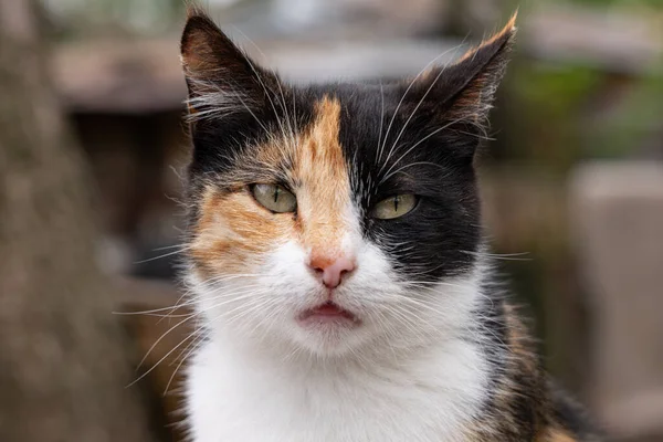 避難所の猫野良猫 — ストック写真