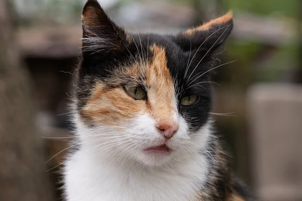 避難所の猫野良猫 — ストック写真