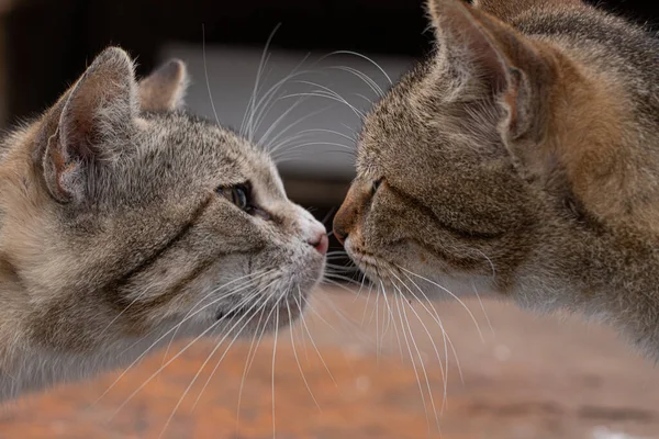 友達の鹿を嗅ぐ猫2匹猫の愛かわいい写真 — ストック写真