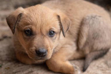 Kızıl köpek kameraya bakıyor.