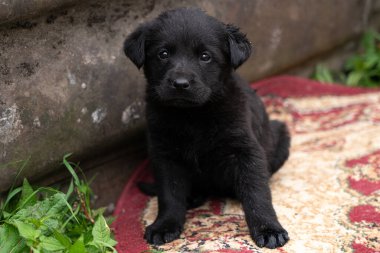 Siyah köpek kameraya bakıyor.