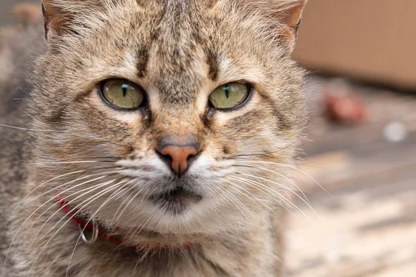 避難所の猫野良猫 — ストック写真