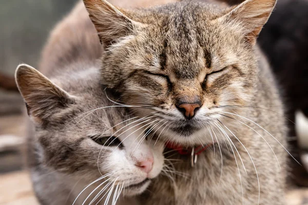 猫好き猫2匹かわいい写真 — ストック写真