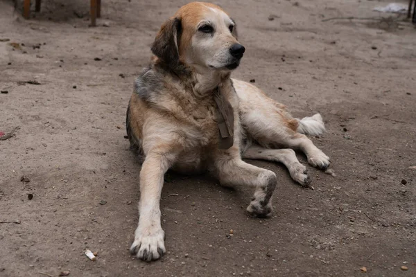 Cão Sem Abrigo Abrigo — Fotografia de Stock
