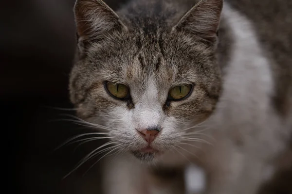 避難所の猫野良猫 — ストック写真