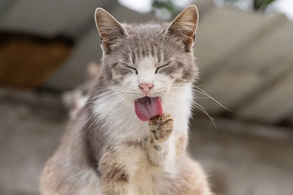 猫は足を舐め猫は洗浄され — ストック写真