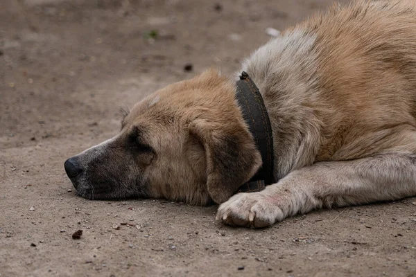 Cão Sem Abrigo Abrigo — Fotografia de Stock