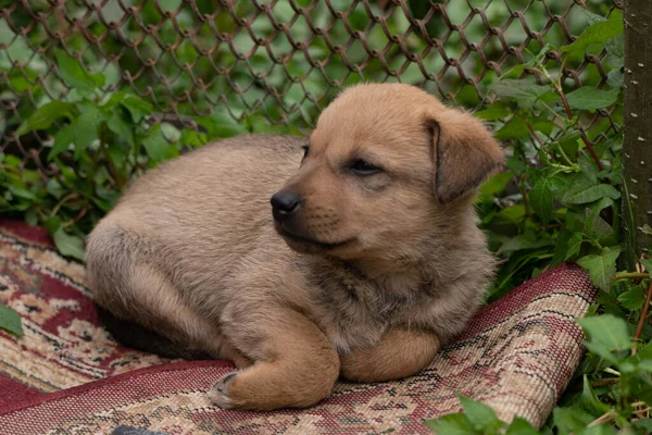 Ginger Puppy Shelter — Stock Photo, Image