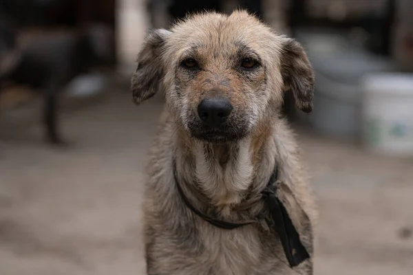 Cão Sem Abrigo Abrigo — Fotografia de Stock