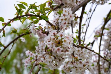 Beyaz elma çiçekleri, ilkbaharda elma çiçekleri