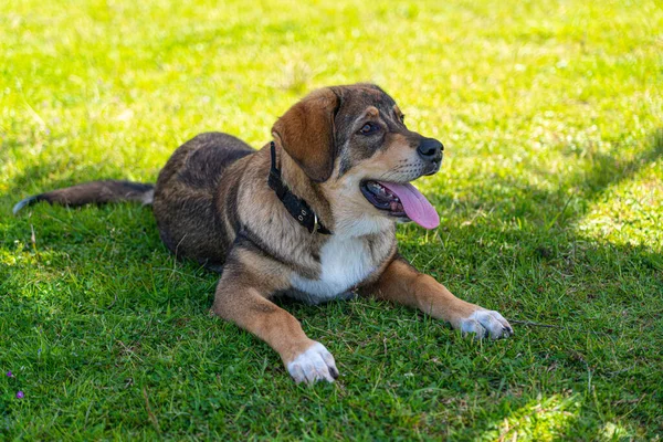 Dili Dışarı Çıkmış Bir Köpek Çimlerin Üzerinde Yatıyor — Stok fotoğraf