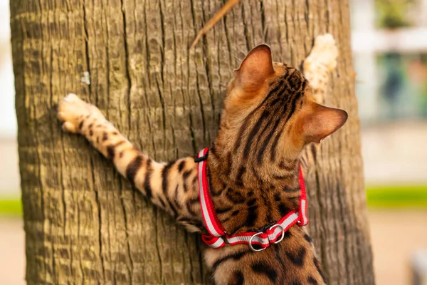 Bengálská Kočka Stromě — Stock fotografie