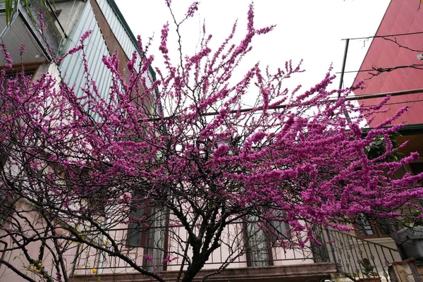 苹果树或朱砂或茴香 — 图库照片