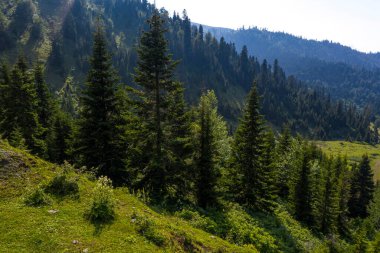 Dağlardaki yeşil orman İHA 'dan görünüyor