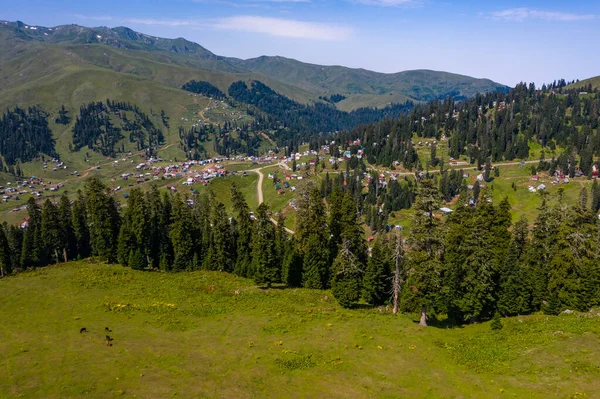 Floresta Verde Vista Grama Drone — Fotografia de Stock