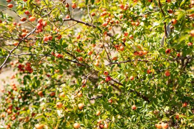 Gül kalçaları çalılıklarda soyut bir arkaplan şeklinde.