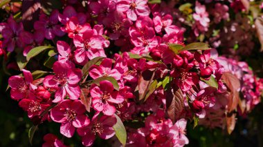 Sakura şehirde çiçek açtı.