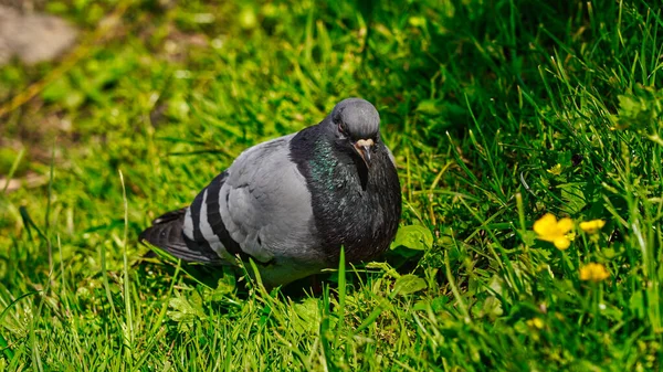 Pigeon Dans Herbe Verte Dans Parc — Photo