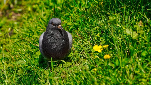 公园绿草中的鸽子 — 图库照片
