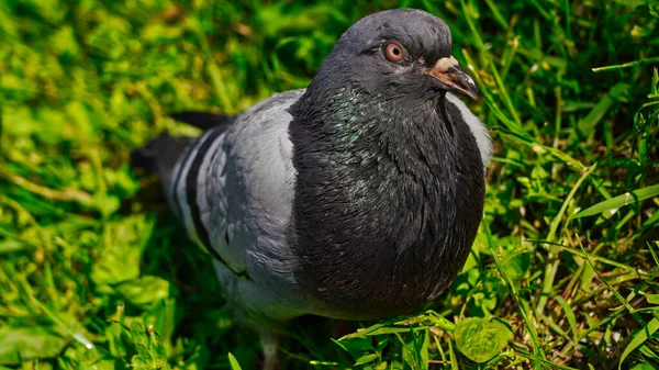 공원에 비둘기 — 스톡 사진