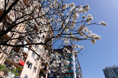 Batumi 'de çiçek açan ağaçlar, Batumi' de bahar. Adjara, Georgia