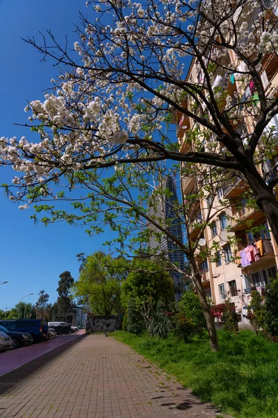Árvores Floridas Batumi Primavera Batumi Adjara Geórgia — Fotografia de Stock