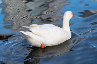 Beyaz kaz göletten su içer.