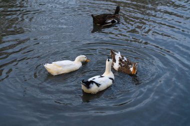 Ördekler su üstünde yüzerler.