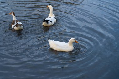Ördekler su üstünde yüzerler.