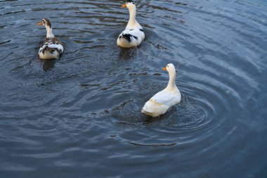 Ördekler su üstünde yüzerler.