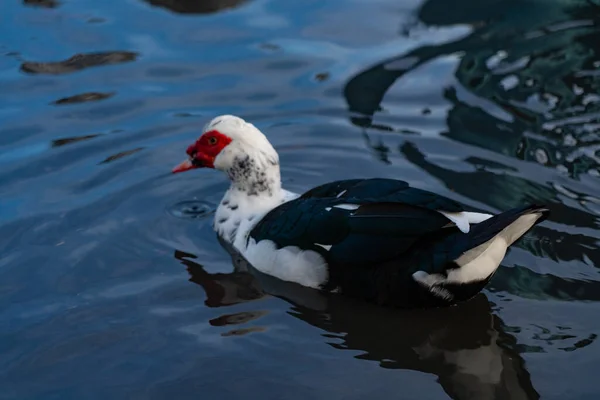 Schwarze Und Weiße Ente Schwimmt Auf Dem Wasser — Stockfoto