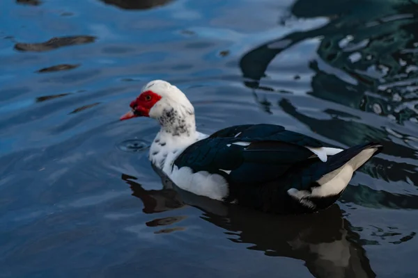 Černá Bílá Kachna Plave Vodě — Stock fotografie