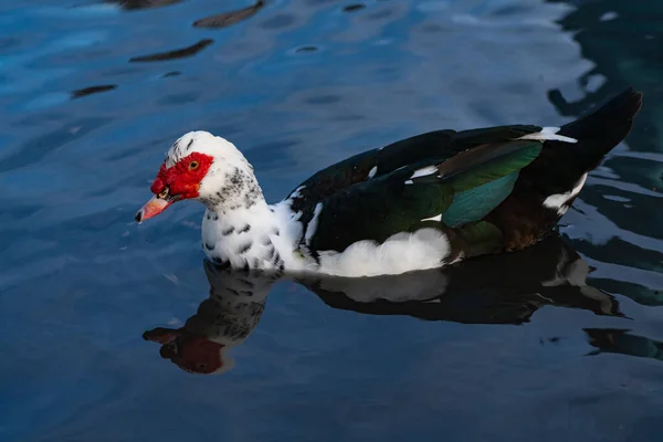 Černá Bílá Kachna Plave Vodě — Stock fotografie