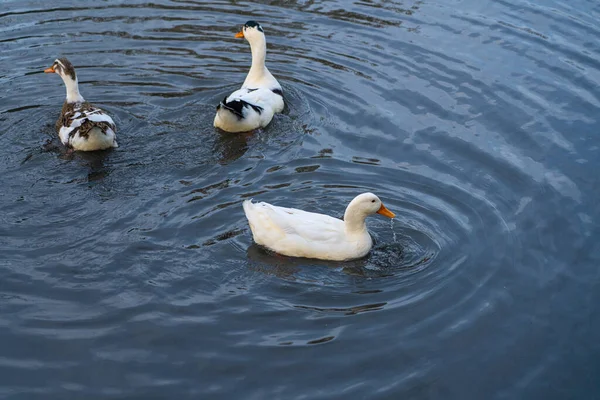 ducks swim on the water top view