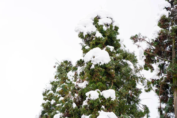 Árbol Navidad Nieve — Foto de Stock