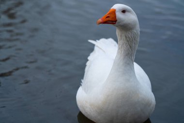 Beyaz kaz suda yüzer