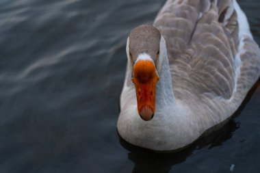 Gri kaz suda ekmek yiyor.