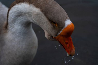 Gri kaz suda ekmek yiyor.