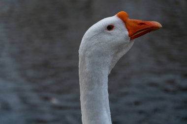 Suyun arka planında beyaz kaz makro fotoğrafçılığı