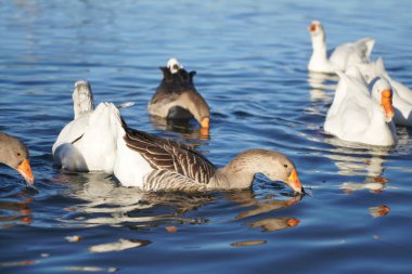 Gri ve beyaz kazlar suda yüzer