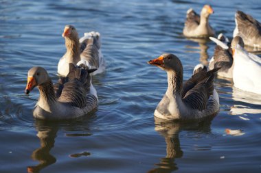 Gri ve beyaz kazlar suda yüzer